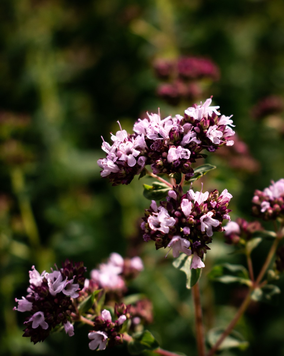 Oregano Blumen