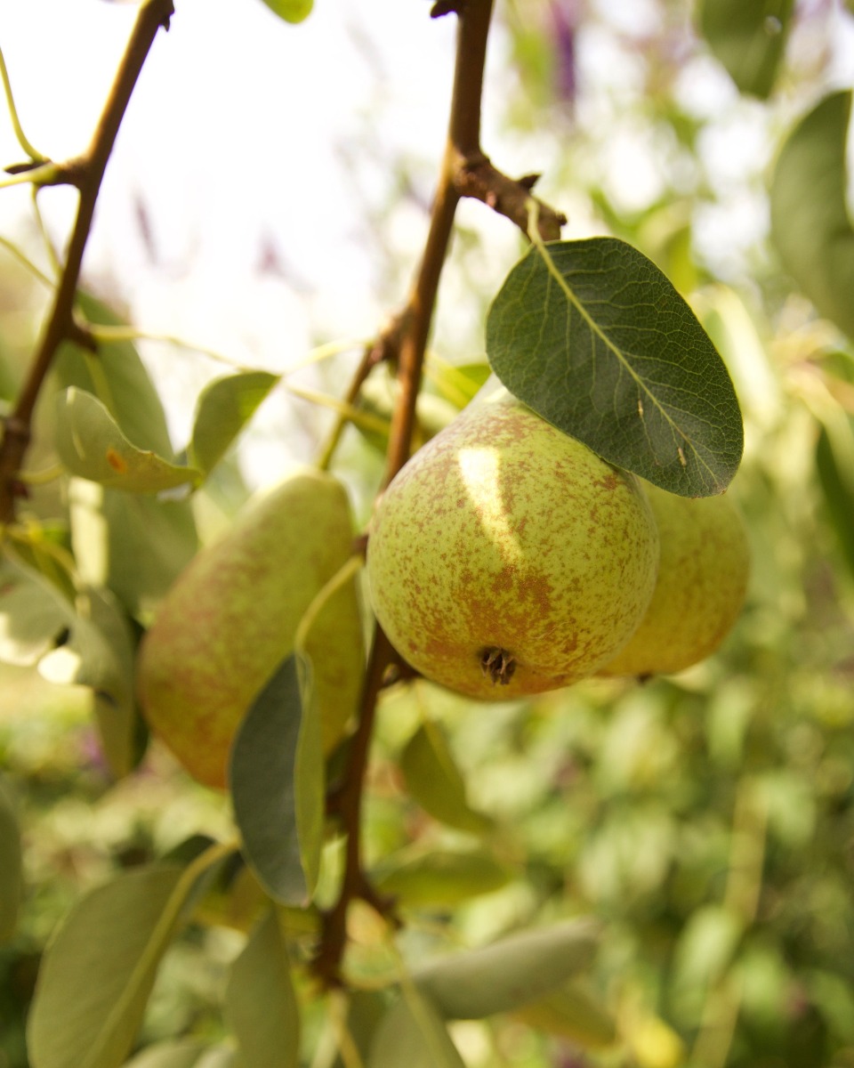 Futter für den Birnbaum