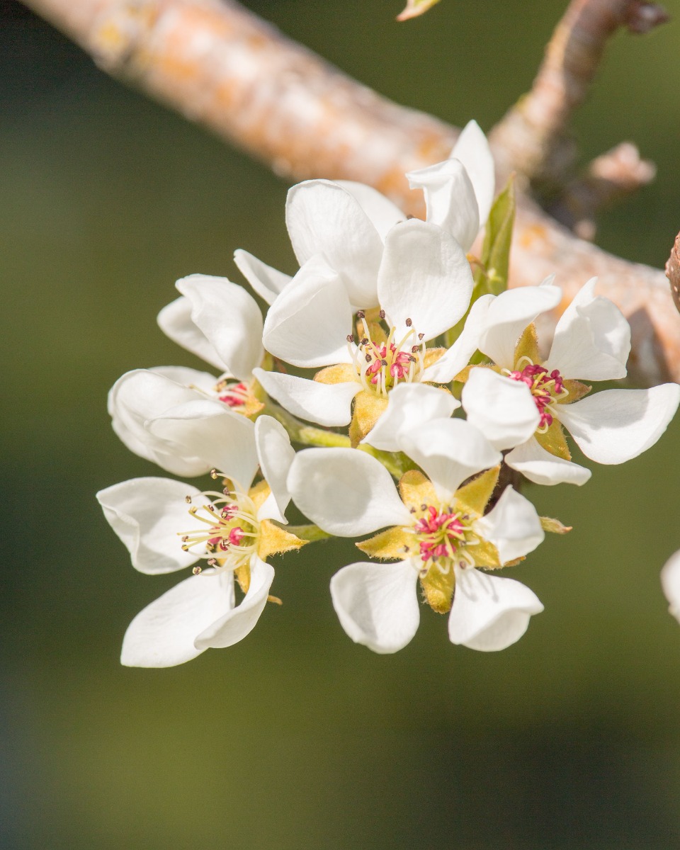 Birnbaumblüten