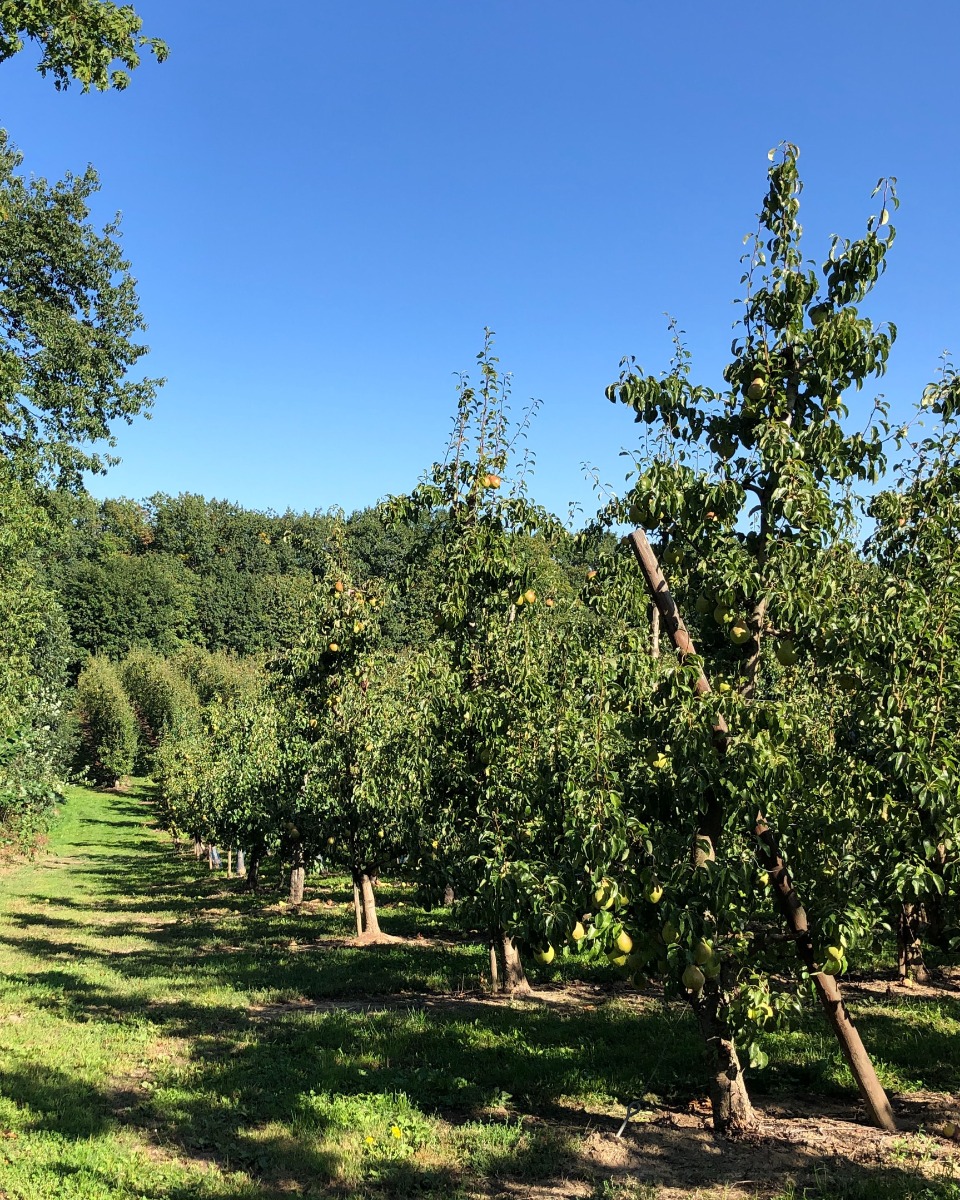 Einen Birnbaum pflanzen