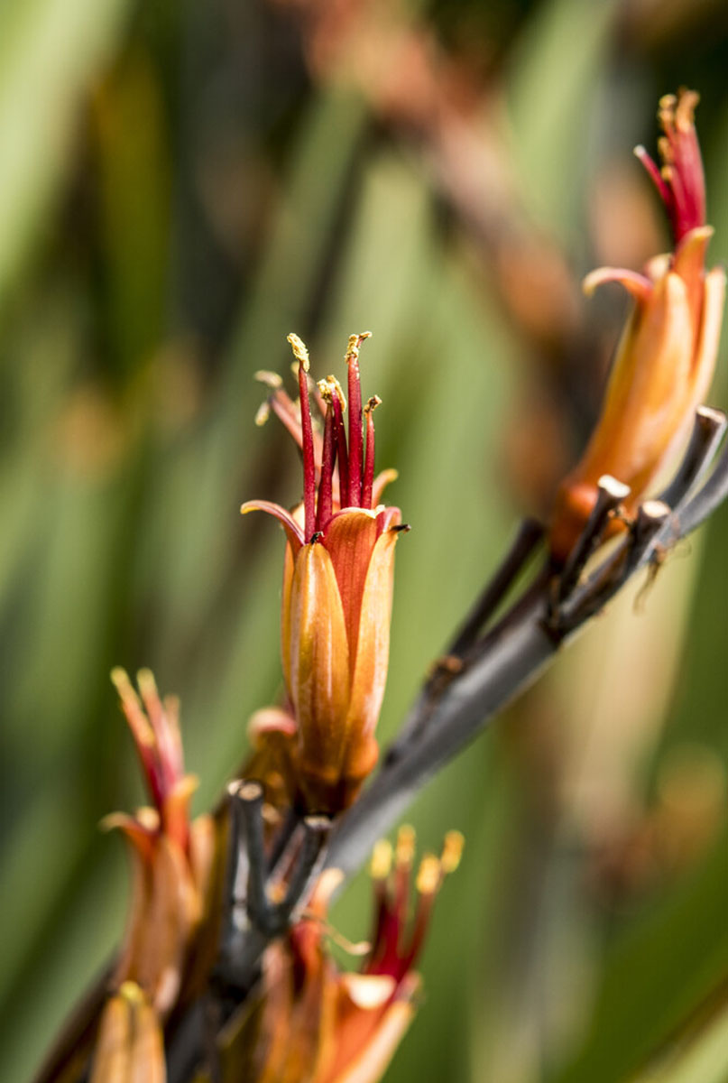 Blumen des Phormiums 