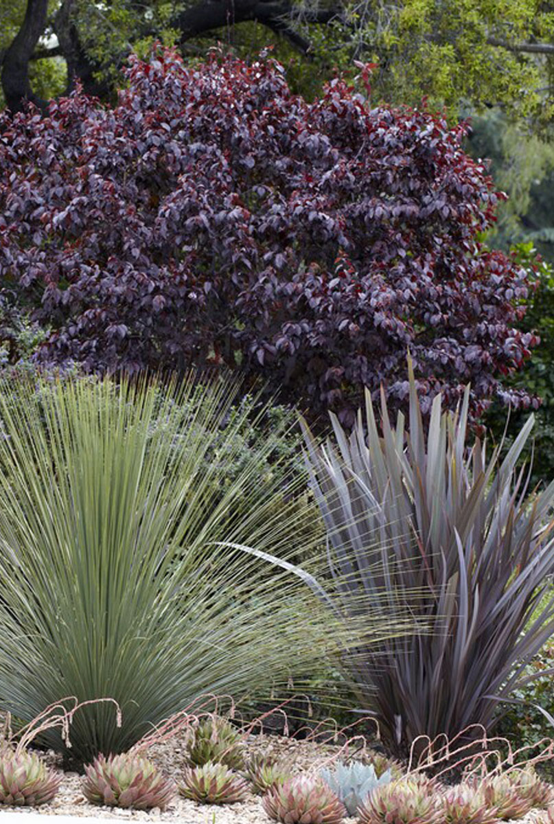 Phormium Pflanzen