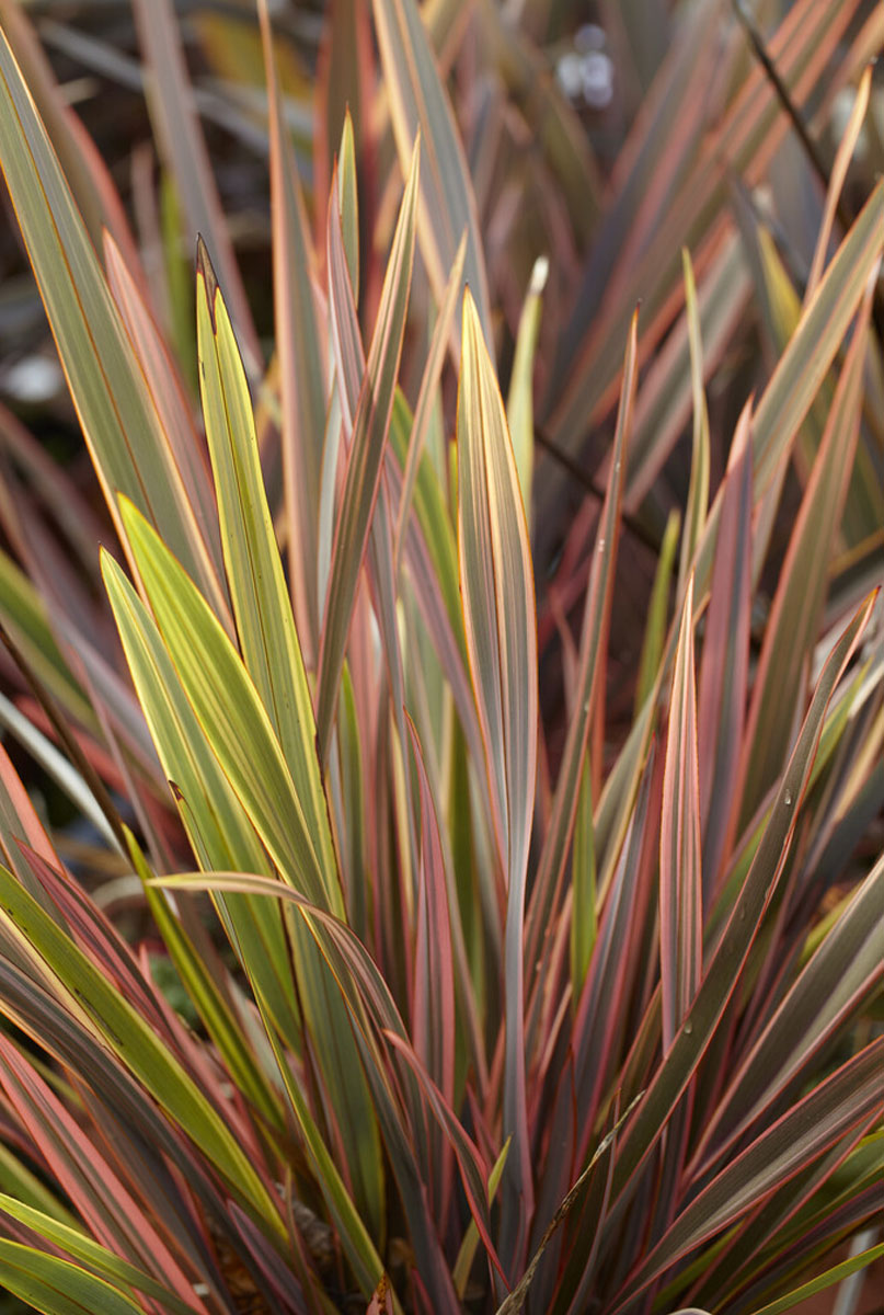 Phormium Standort