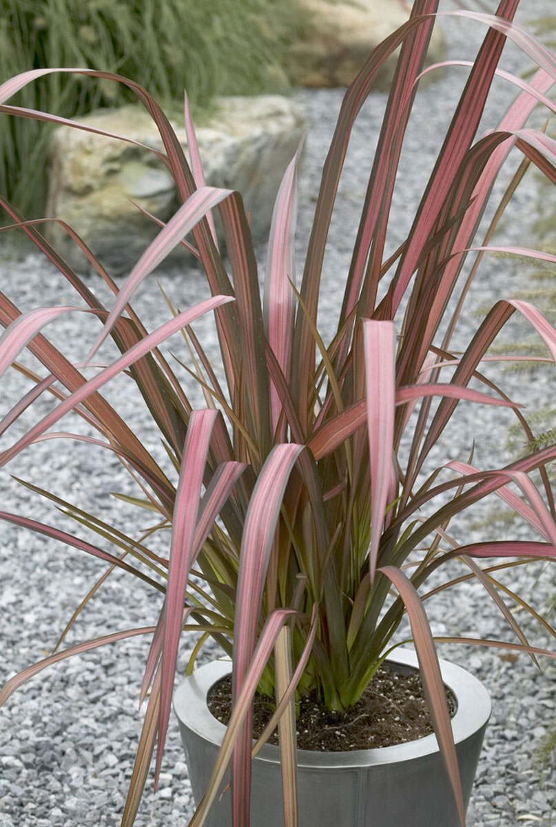 Phormium Gießen