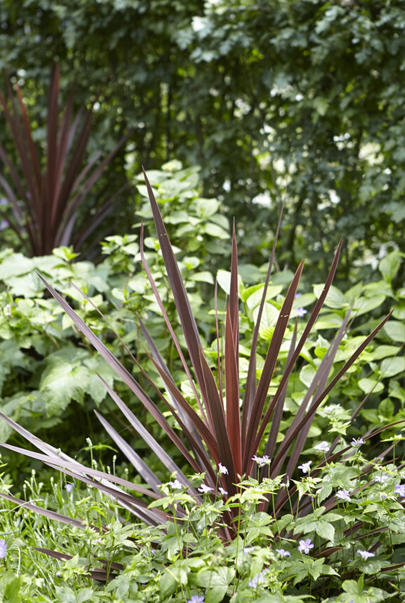 Nahrung für Phormium