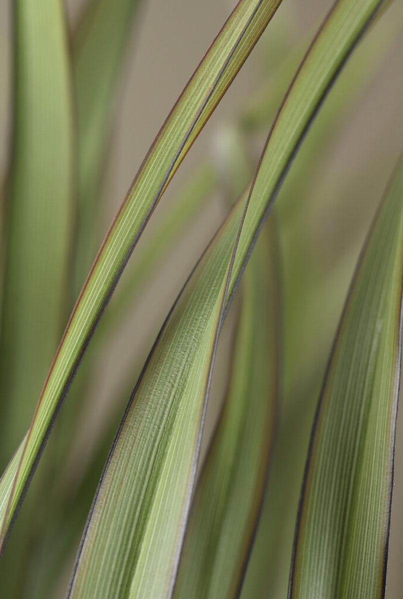 Pflege von Phormium