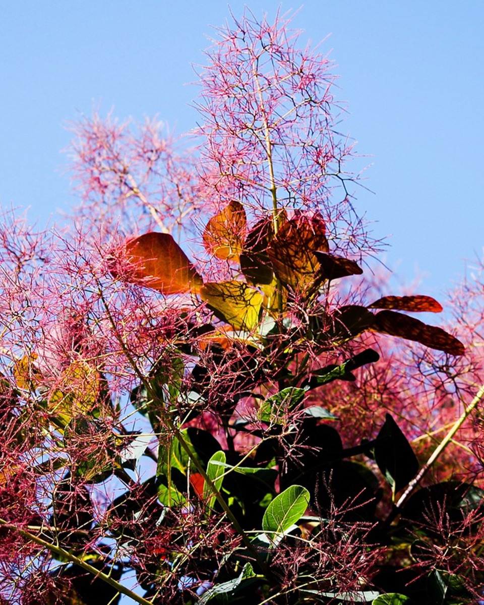 Blumen des Perückenbaums 