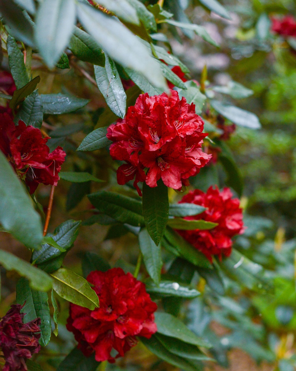 Pflege von Rhododendron