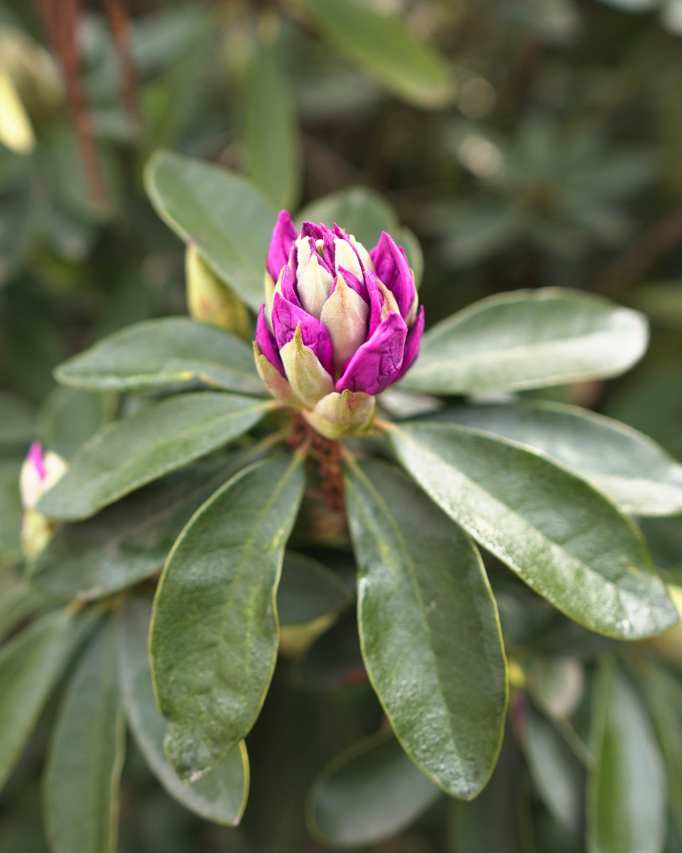 Blumen des Rhododendrons 