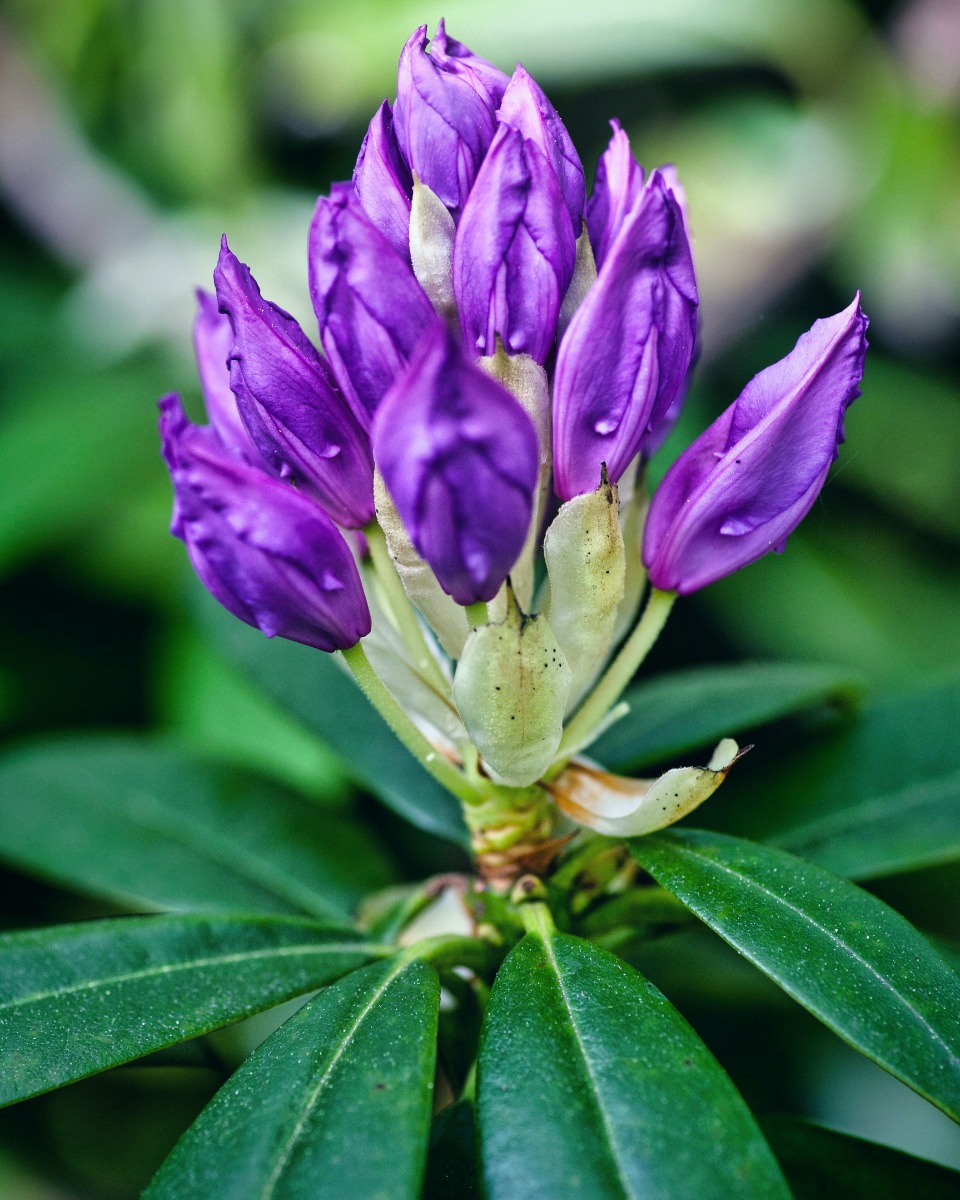 Nahrung für den Rhododendron 