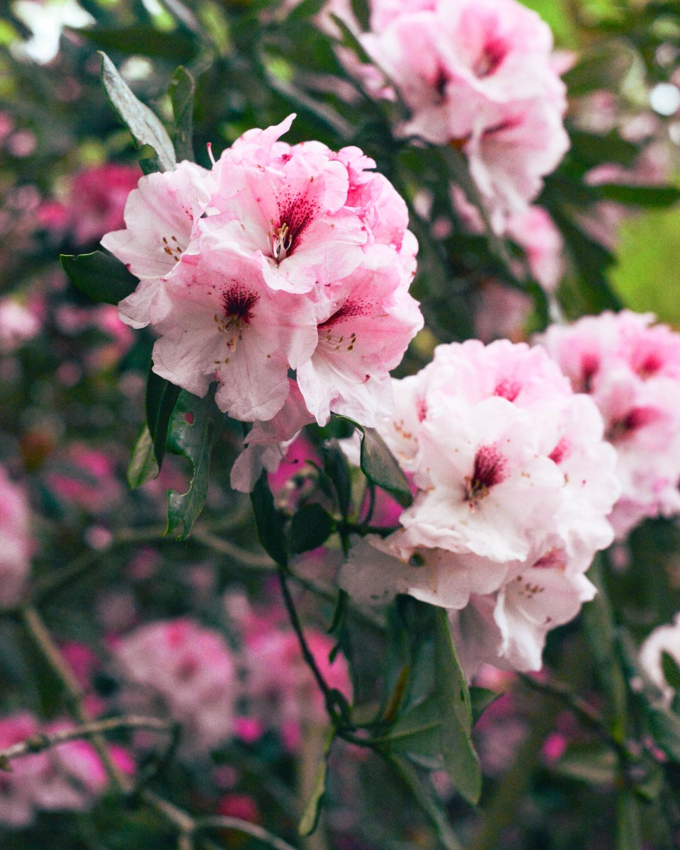 Rhododendron-Pflanzen
