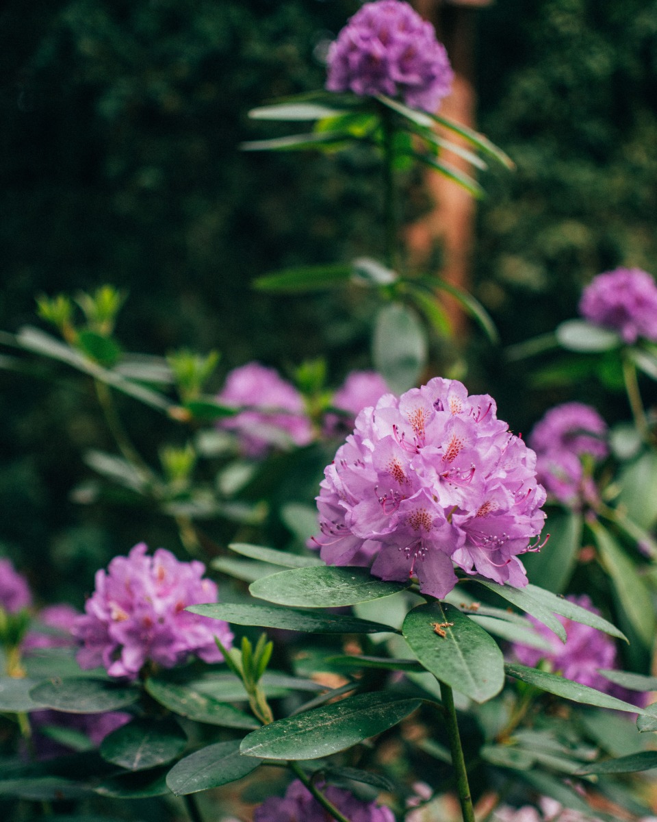 Rododendron 