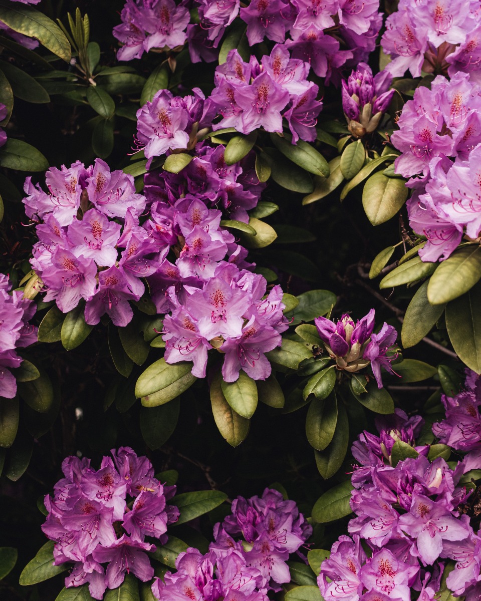 Rhododendron gießen