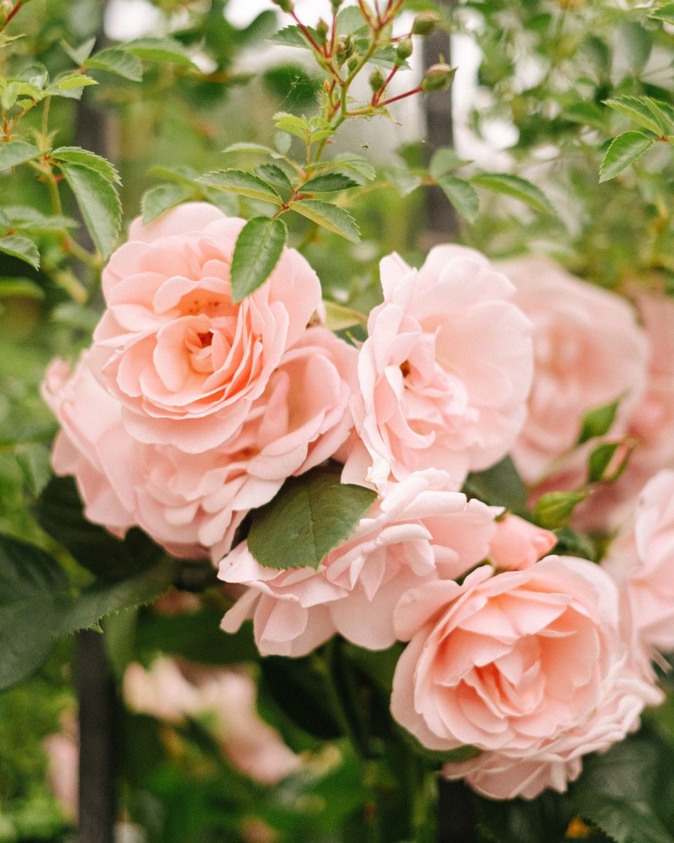 Futter für die Rosen