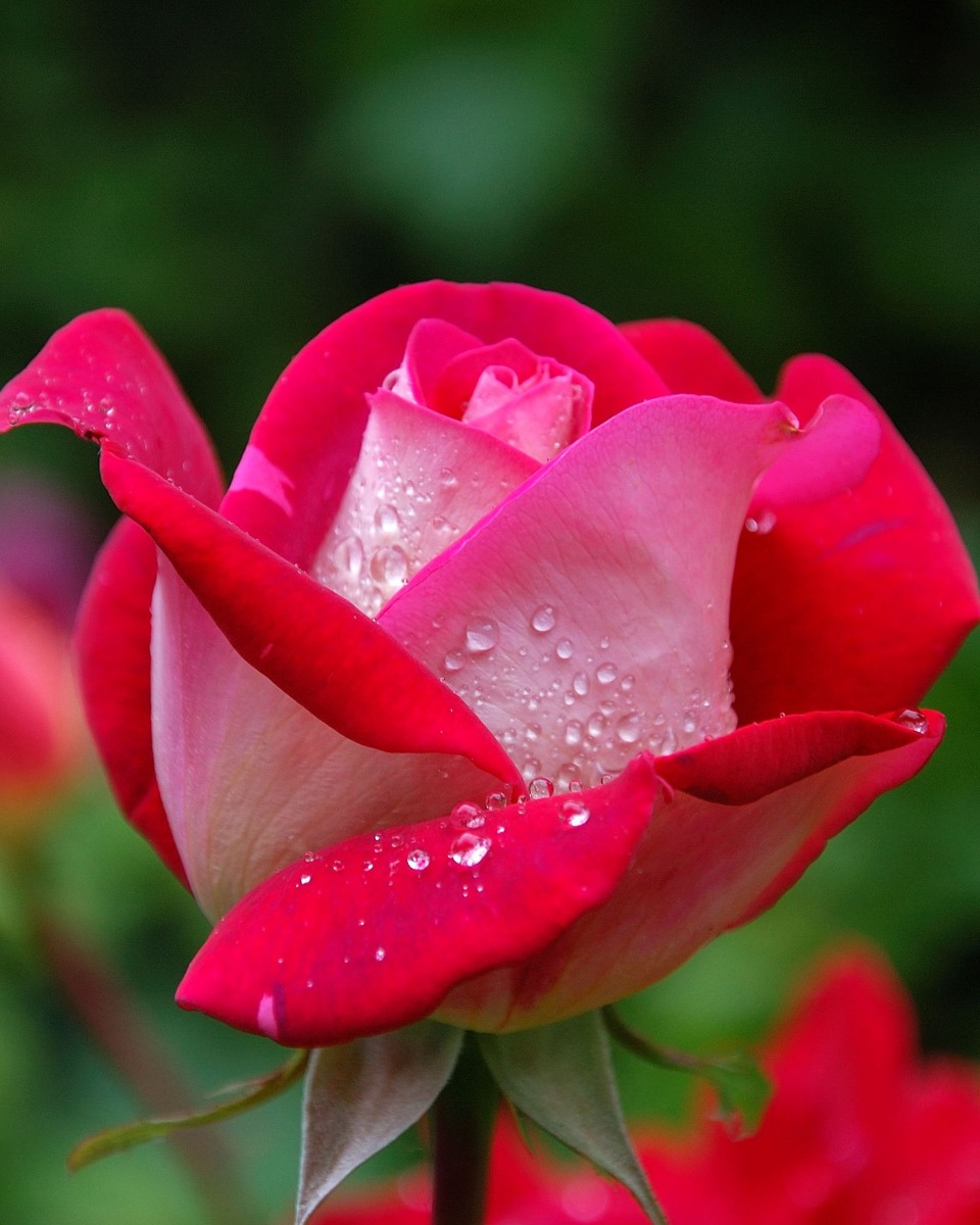 Blumen der Rose