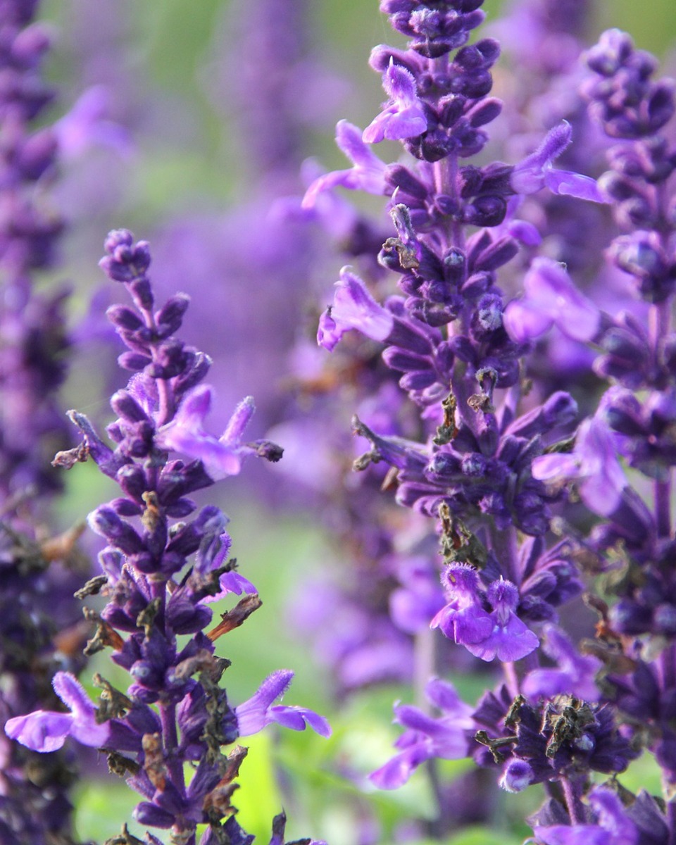 Blüten der Salbeipflanze