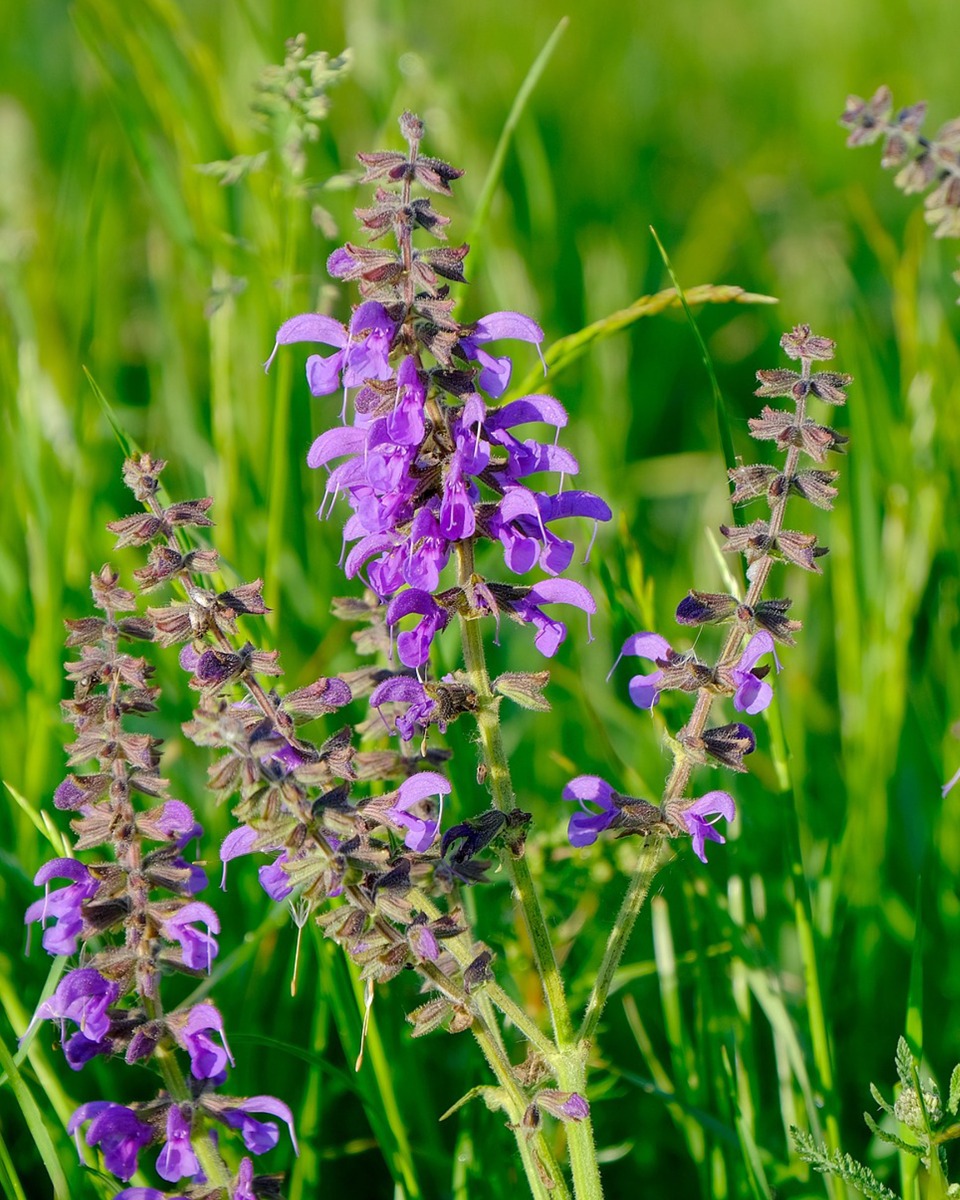 Salbei Salvia officinalis