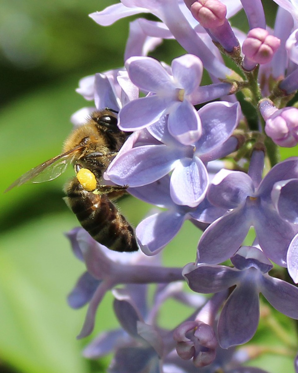 Flieder Blumen