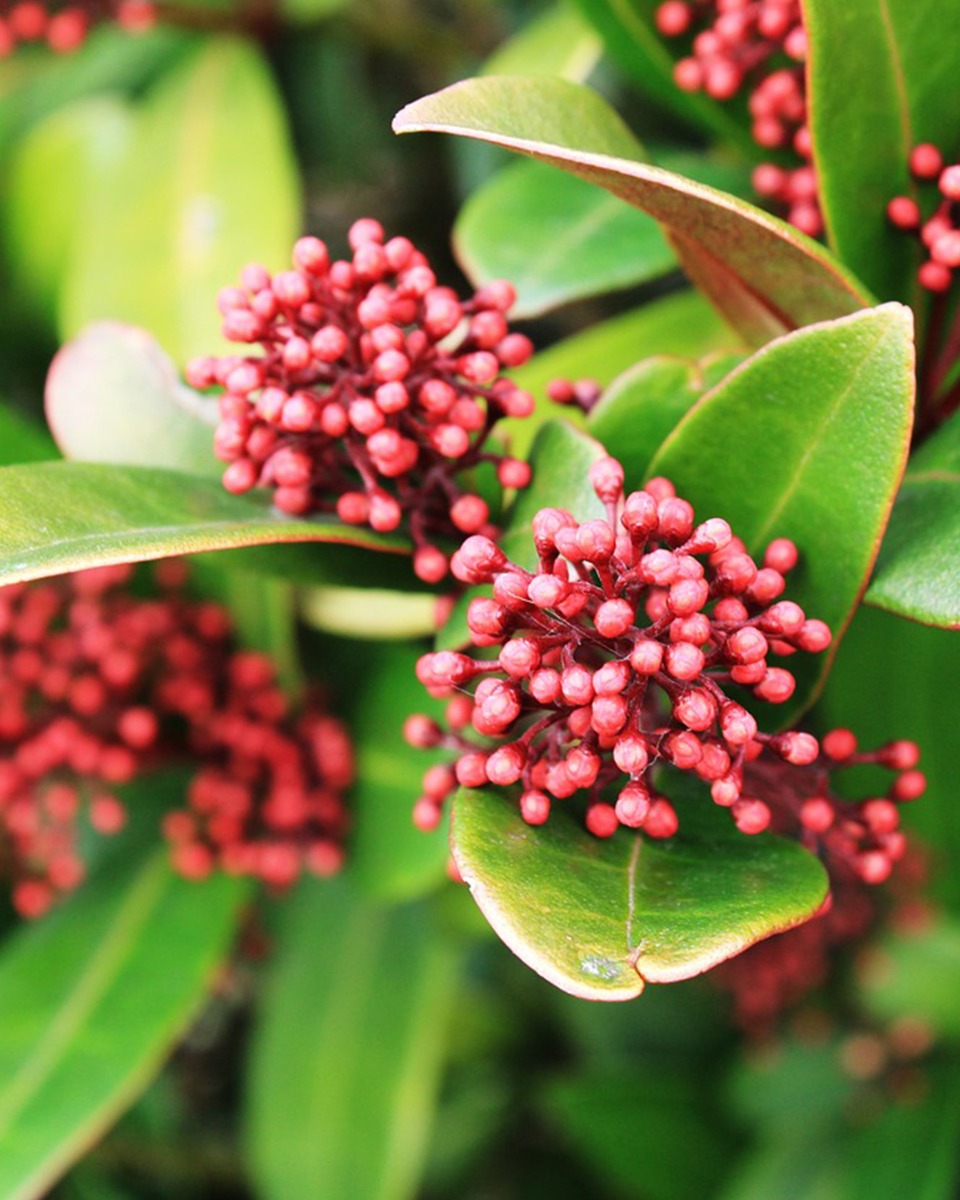 Pflege der Skimmia