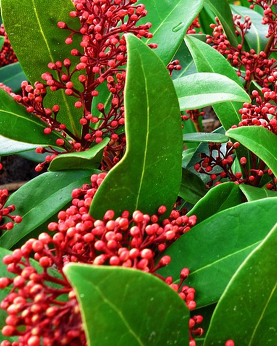 Standort der Skimmia