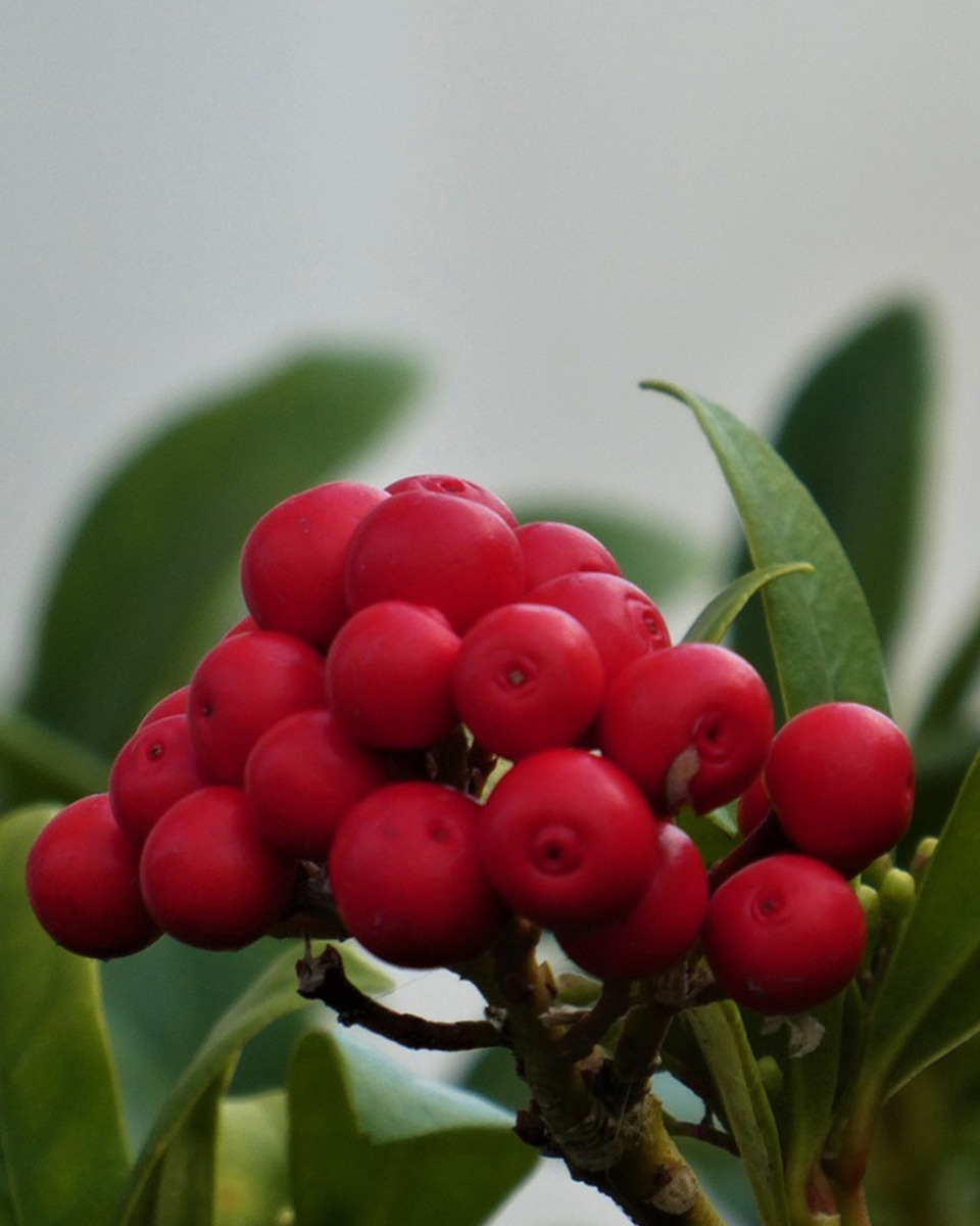 Blumen der Skimmia