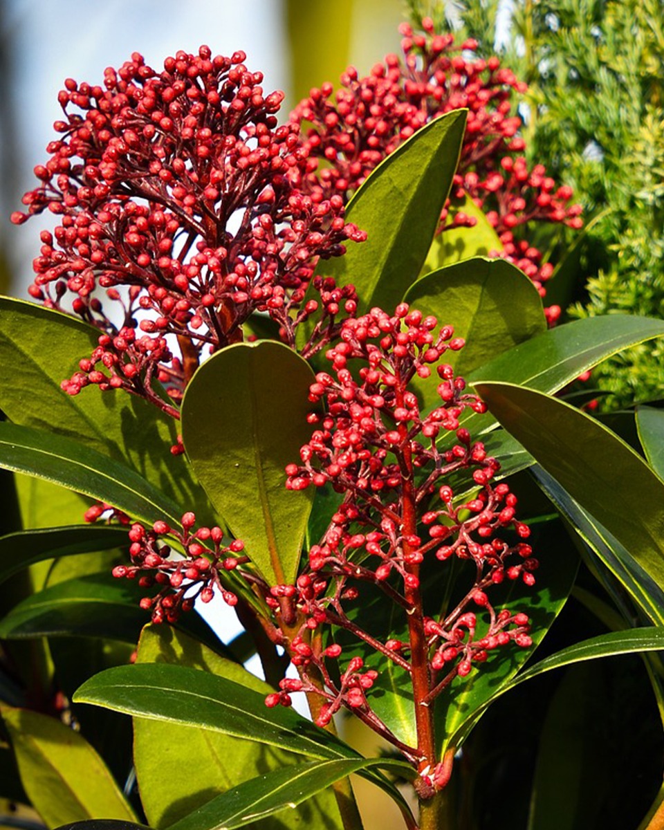 Wann eine Skimmia gepflanzt werden sollte