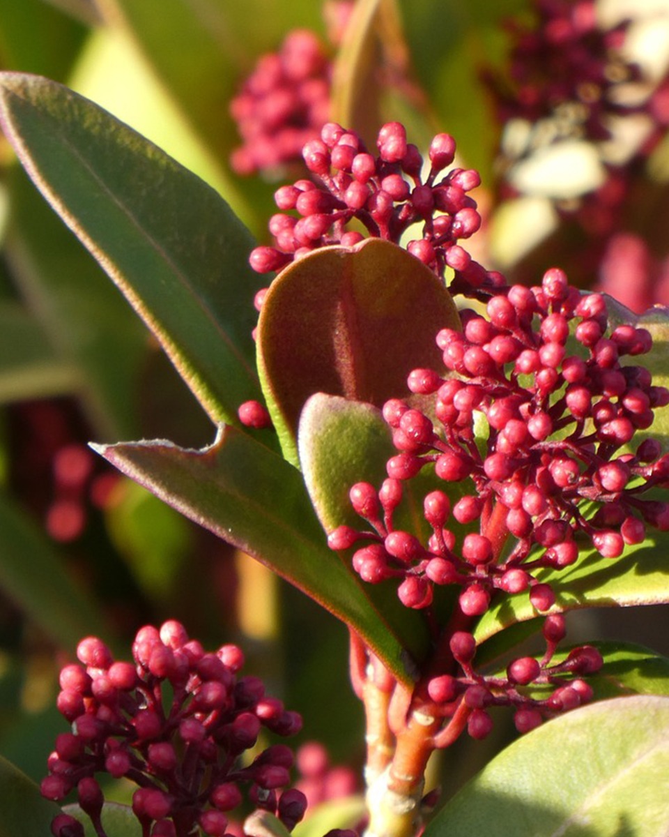 Ernährung für die Skimmia