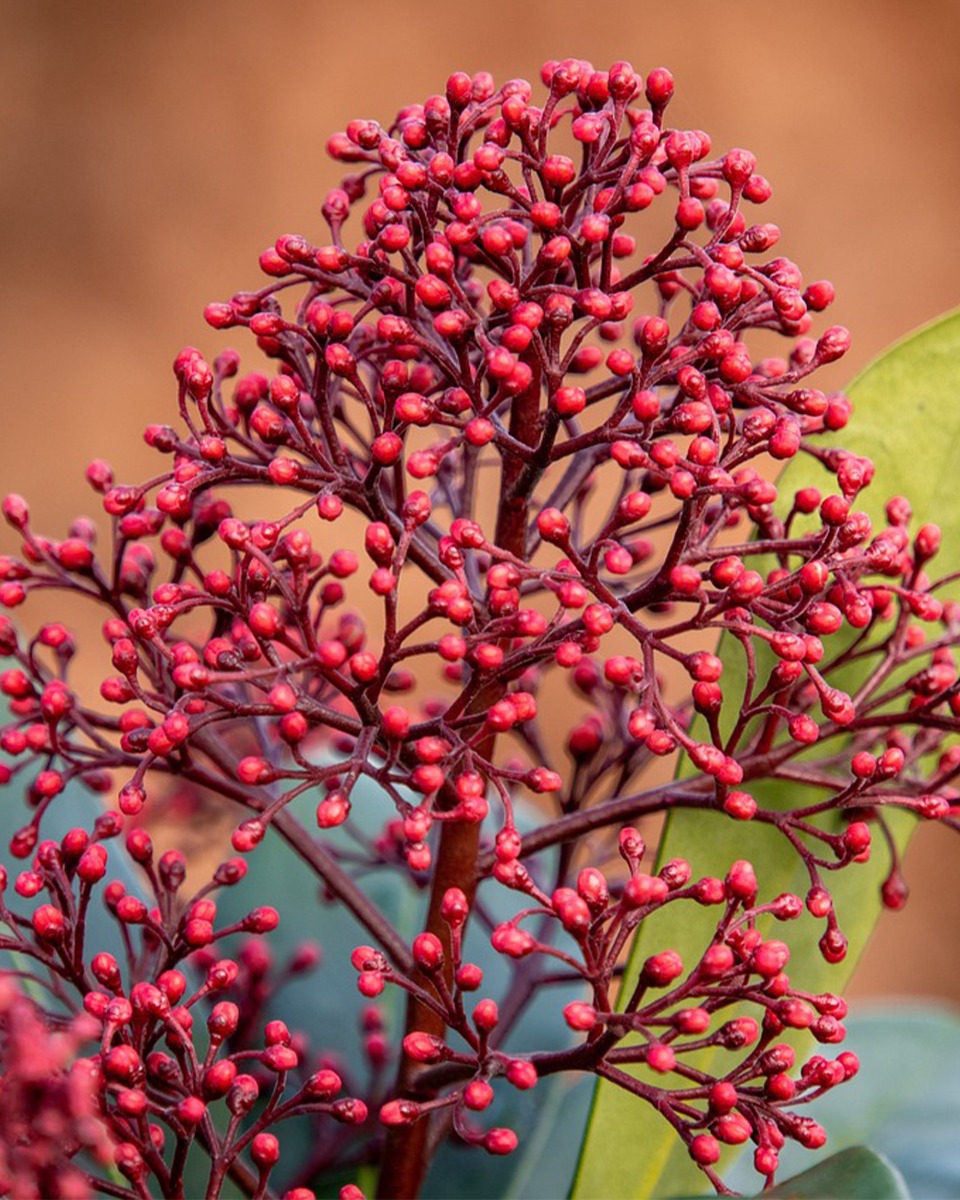 Skimmia gießen