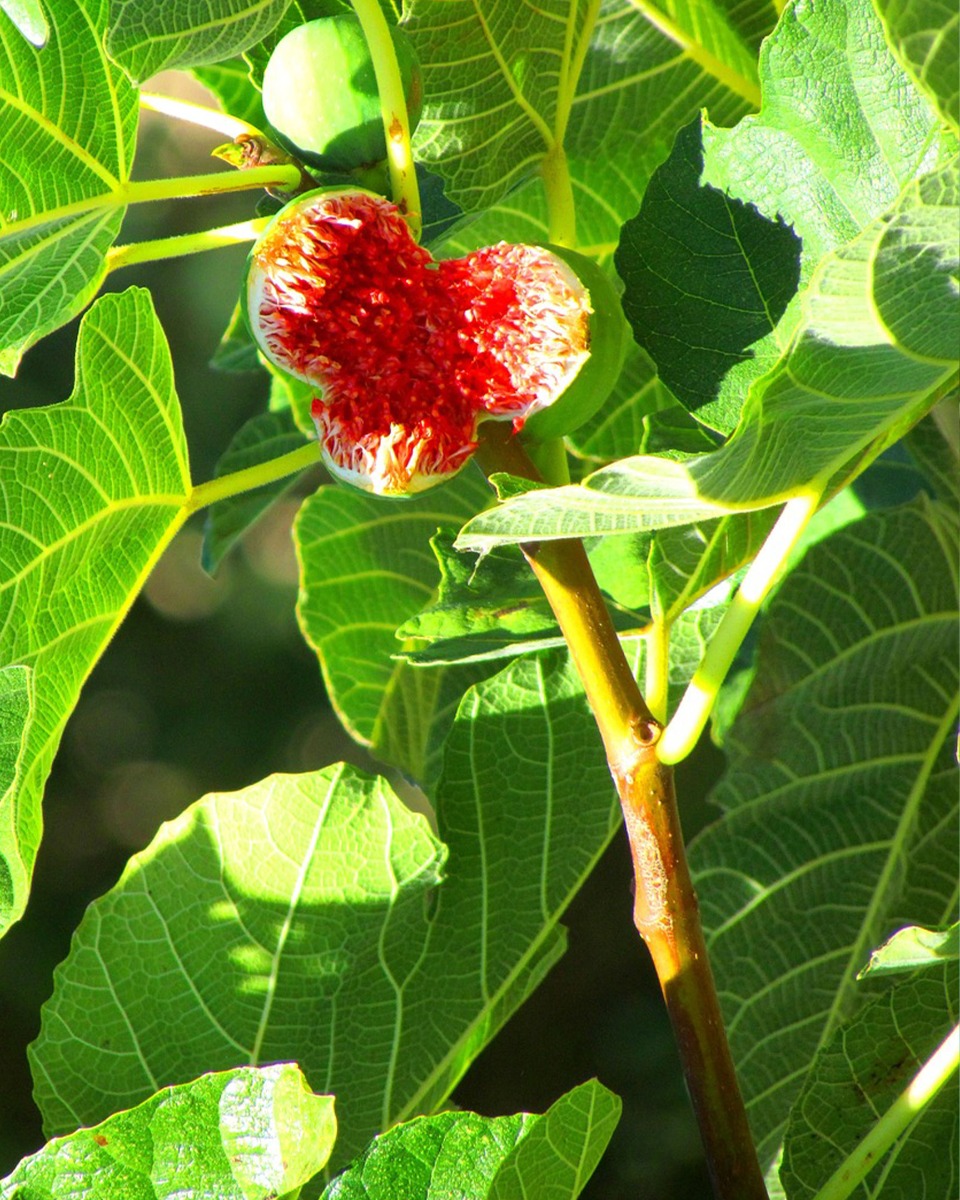 Ernährung für den Feigenbaum 