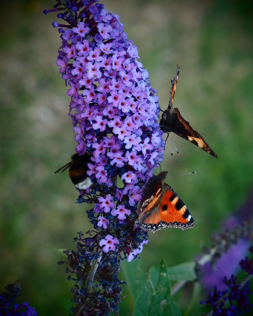 Schmetterlingsstrauch Blume