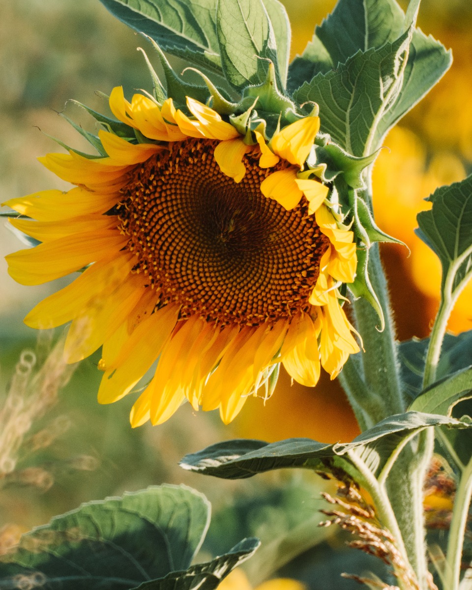 Futter für die Sonnenblume