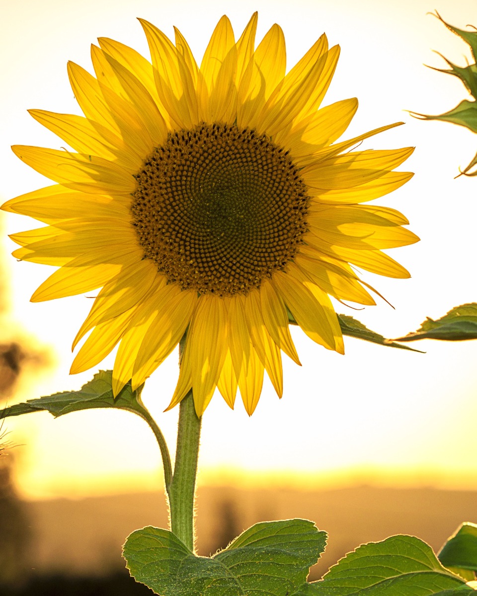 Sonnenblume Helianthus