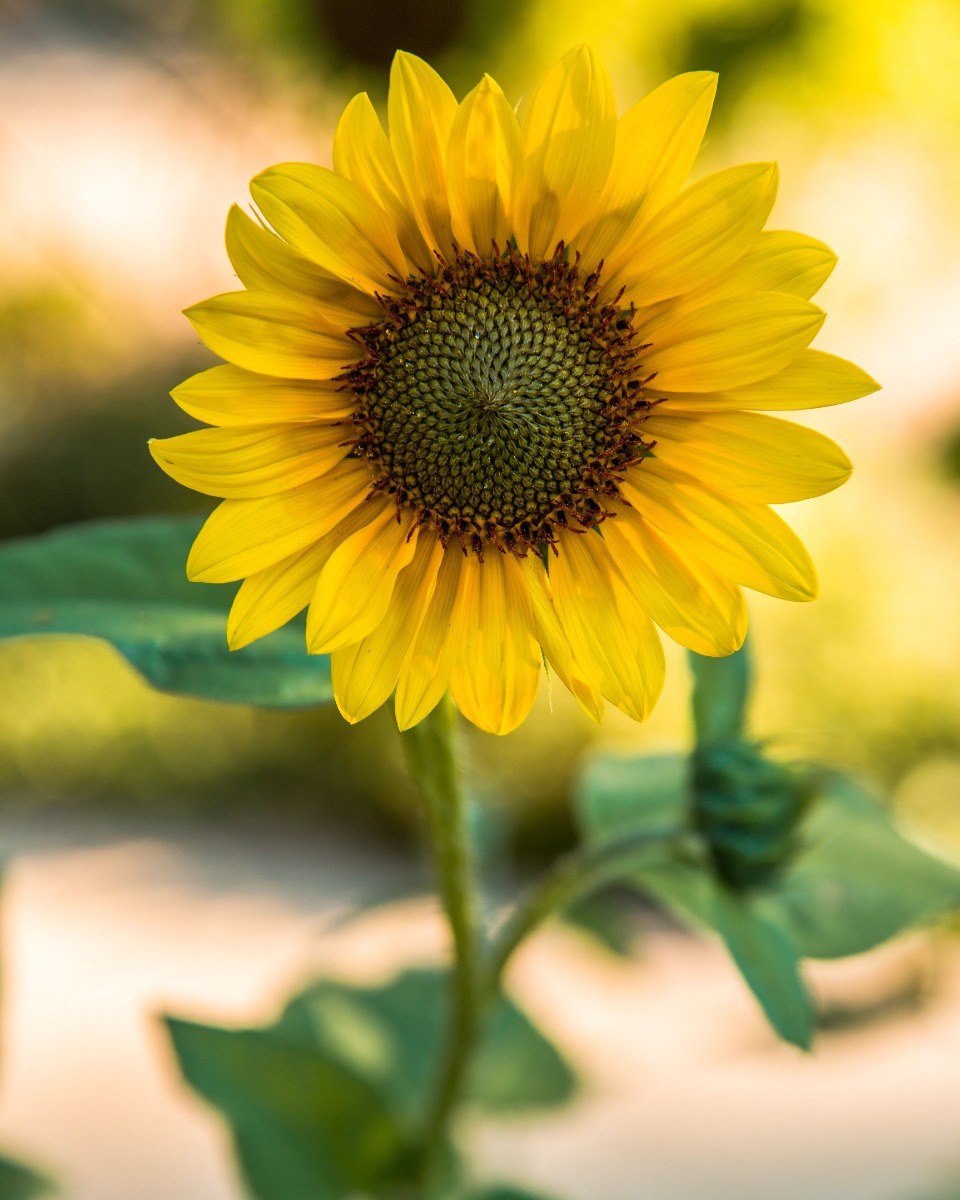 Sonnenblumen gießen