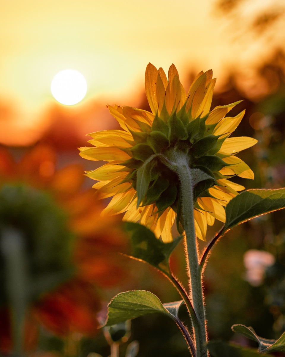 Sonnenblumen Pflanzen