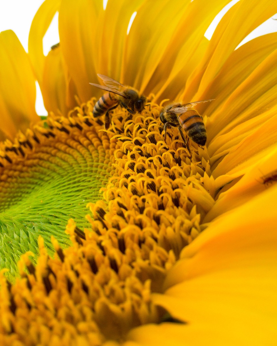 Sonnenblumenblüten