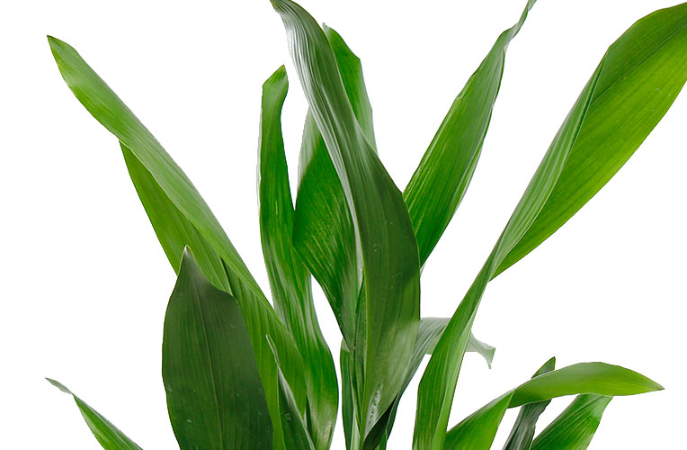 Aspidistra-Blatt