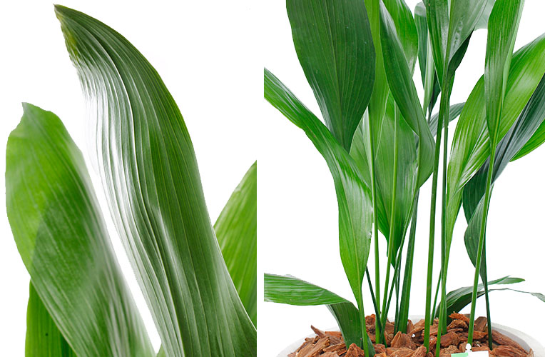 Aspidistra Blatt und Stiel