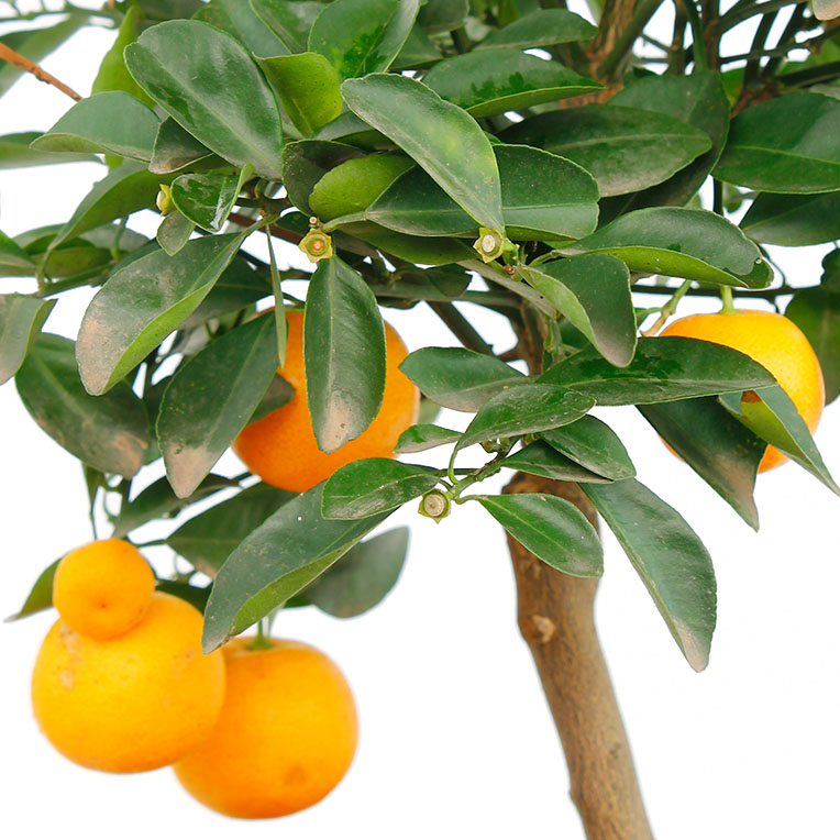 Citrus oranje vruchten