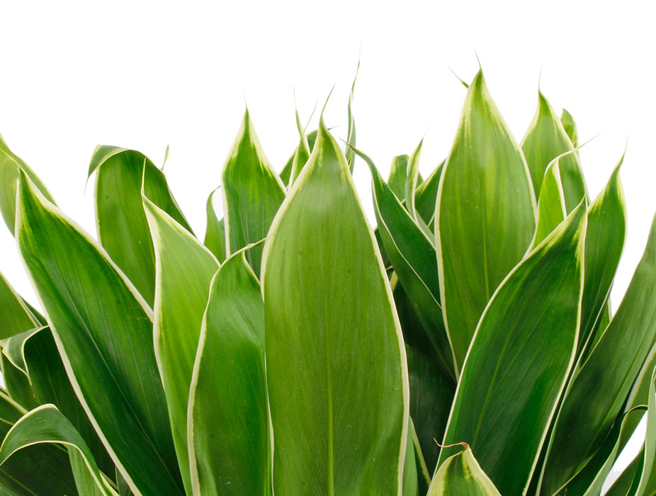 Cordyline Conga 