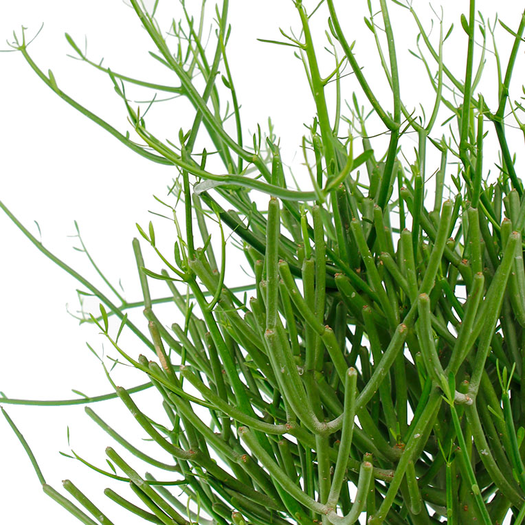 Euphorbia Tirucalli Topfpflanze