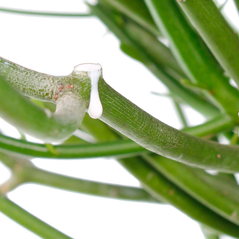 Euphorbia-Schneckenwolfsmilch