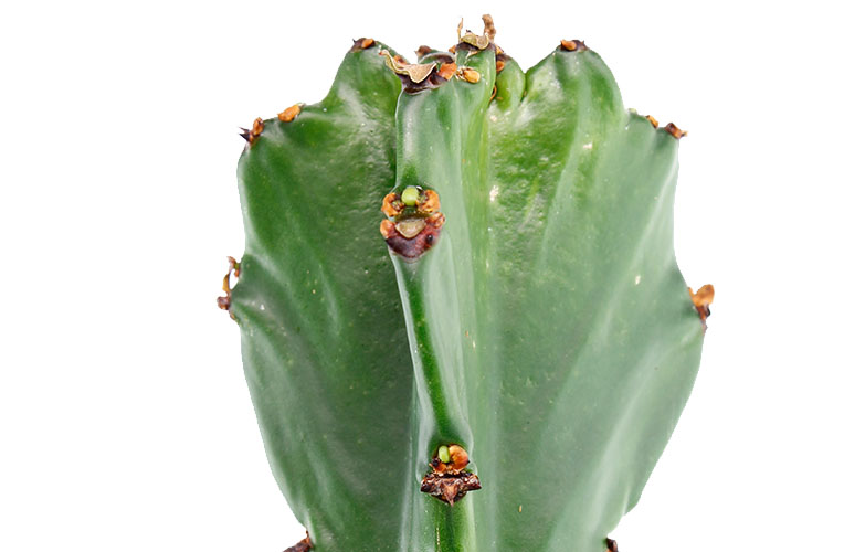Euphorbia-Sporn 