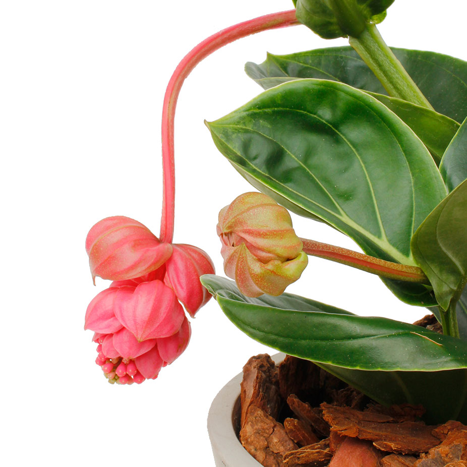 Hängende Blume Medinilla 