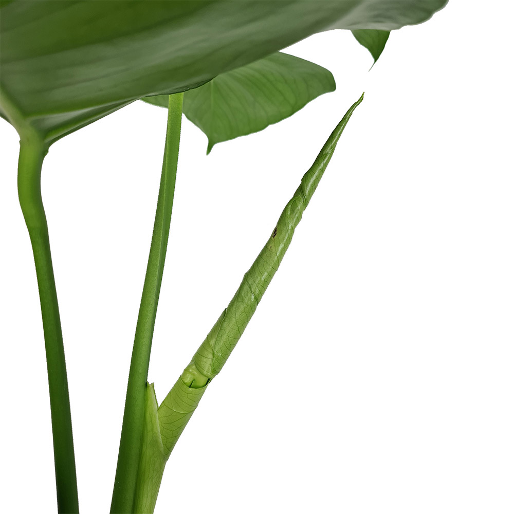 Monstera Licht und Wärme Monstera Licht und Wärme