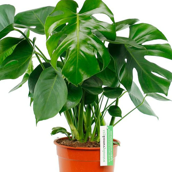Blüht die Monstera? Blüht die Monstera?
