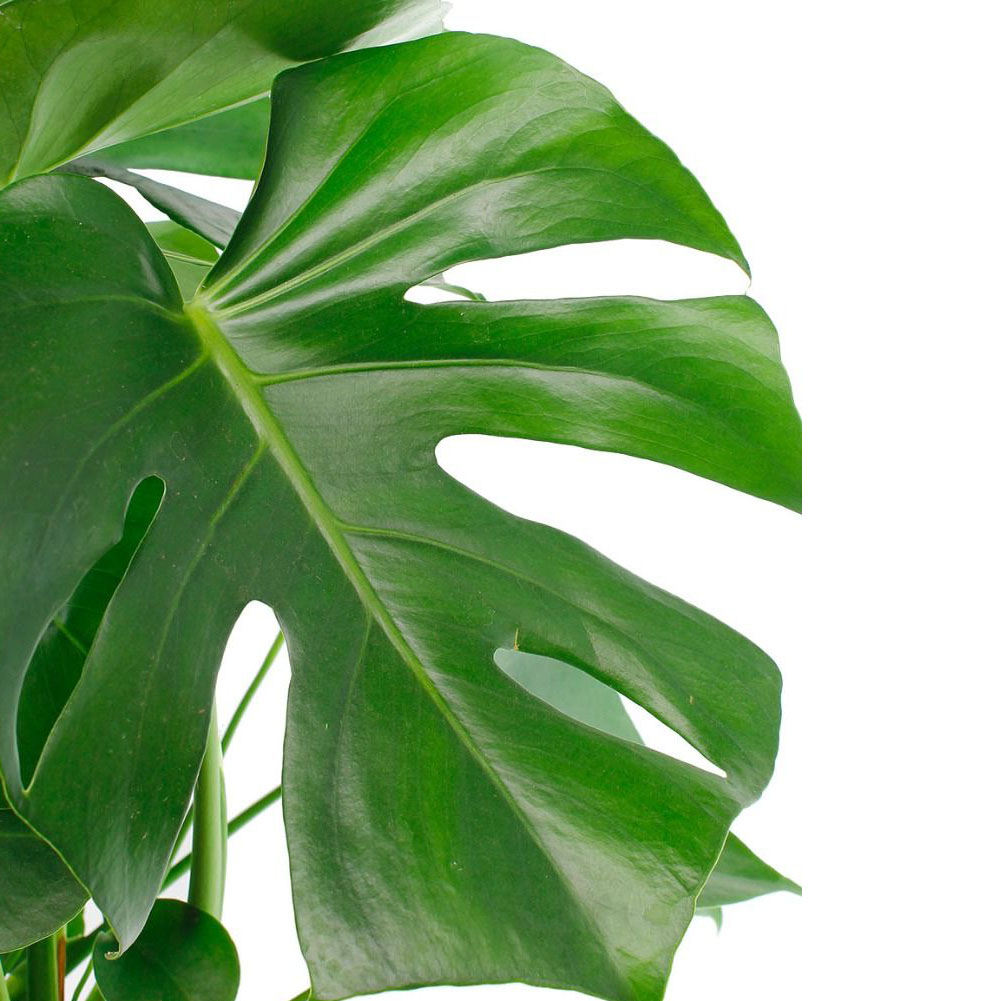 Monstera Pflege Monstera Pflege