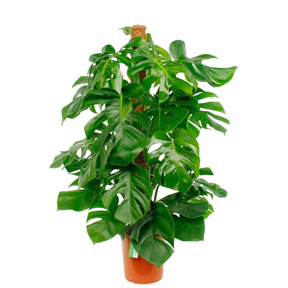 Pertusum Pertusum