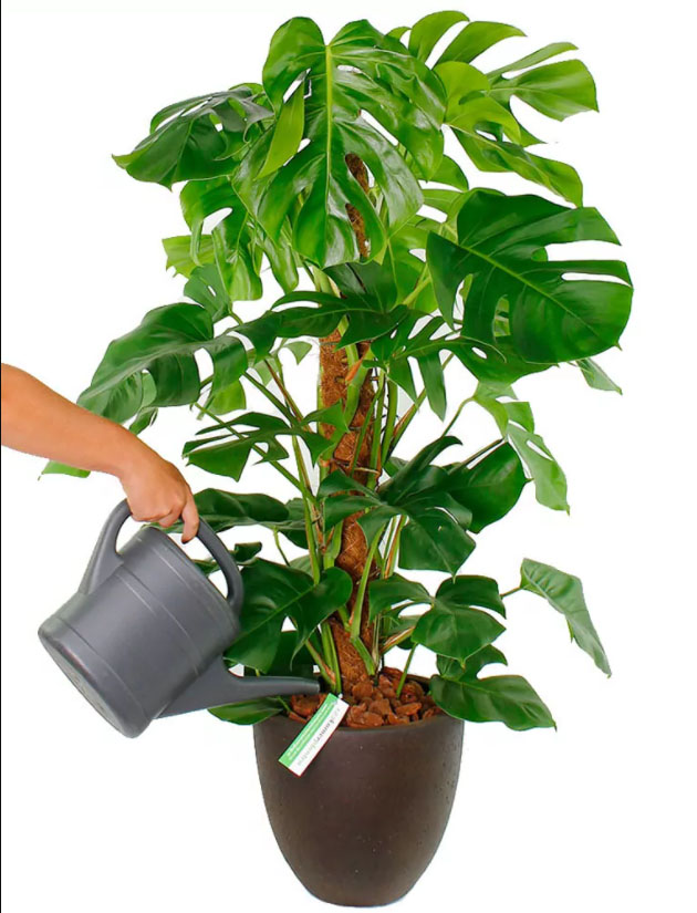 Monstera Gießen Monstera Gießen