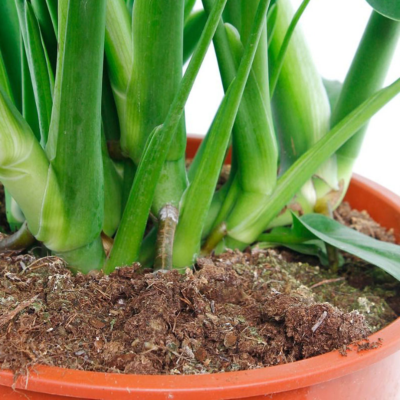Düngen der Monstera Düngen der Monstera