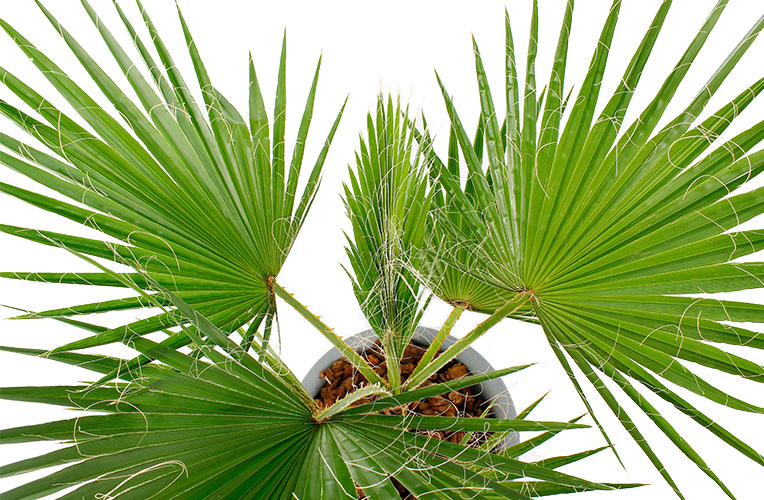 Washingtonia blüht